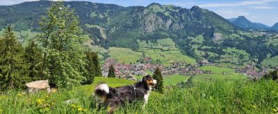 Hund beim Wandern in der Natur, im Hintergrund Ausblick in die Berge