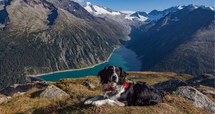 Hund macht bei einer Bergwanderung eine Pause, im Hintergrund Bergpanorama
