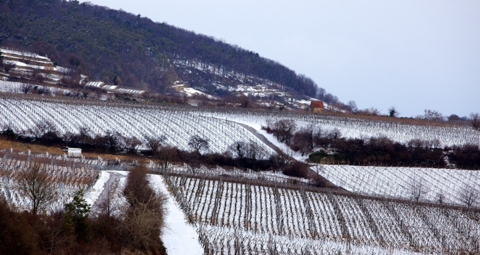 Weinreben bedeckt von Schnee – Panorama