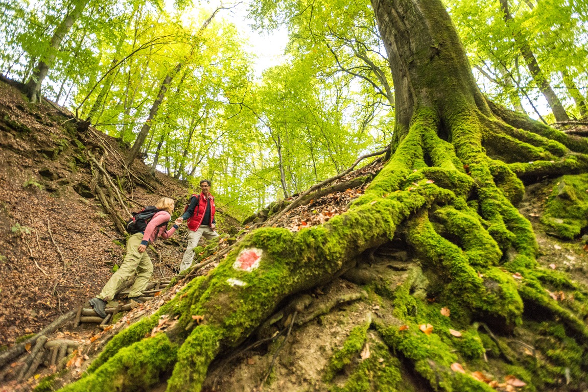 Dieterswald an der Teufelstour