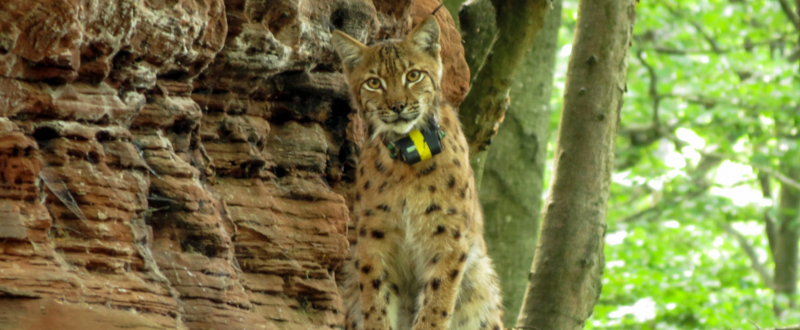 Luchs Juri unterwegs im Dahner Felsenland