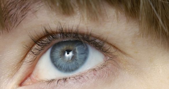 Auge
