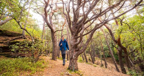 Wanderer auf dem Hauensteiner Schusterpfad