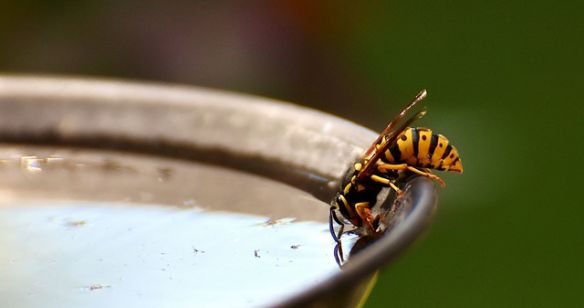 Wespe trinkt aus einem Behälter Wasser