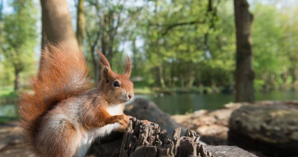 Eichhörnchen im Wald