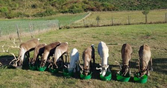 Rentierfütterung auf einer Wiese