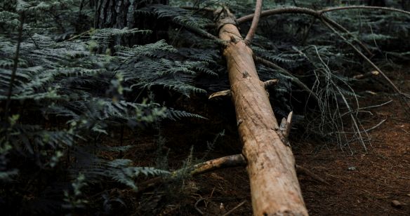 Umgekippter trockener Baumstamm im Wald