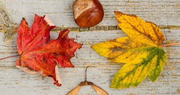 Herbstliche Blätter und Kastanie liegen auf Holz