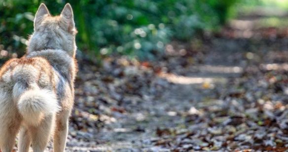 Wolf im Wald