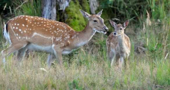 Zwei Rehe in der Natur