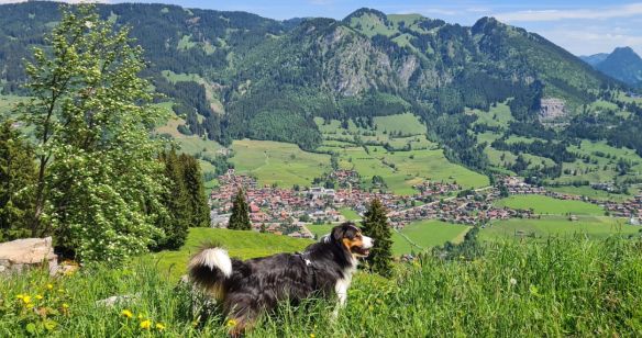Hund beim Wandern in der Natur, im Hintergrund Ausblick in die Berge