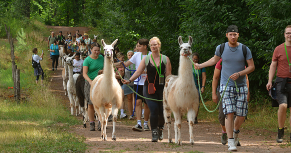 Gruppe von Wanderern spazieren mit Lamas am Feld