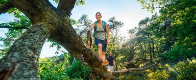 Wanderer steigen auf einen Baum