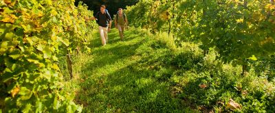 Zwei Männer wandern zwischen den Weinreben am Saumagenweg