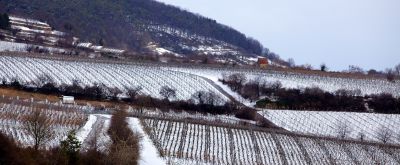 Weinberge bei Deidesheim im Winter