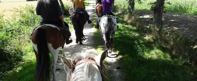 Wanderreitgruppe reitet gemeinsam einen Feldweg entlang