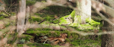 Verwunschener Wald mit Moos