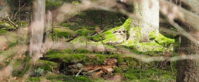 Cachetour Deutschritter Verwunschener Wald mit Moos