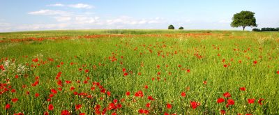Events Blumenwiese im Sonnenschein