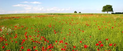 Blumenwiese im Sonnenschein