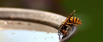 Wespe trinkt aus einem Behälter Wasser