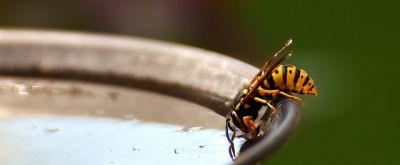Wespe Wespe trinkt aus einem Behälter Wasser
