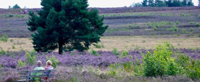 Mehlinger Heide Erikablüte in der Mehlinger Heide