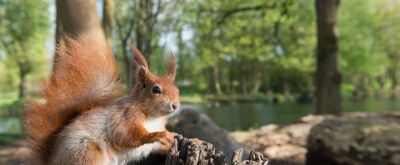 Eichhörnchen Eichhörnchen im Wald