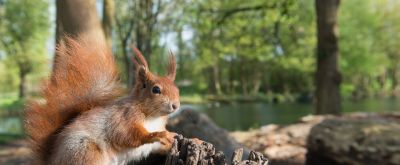 Eichhörnchen im Wald