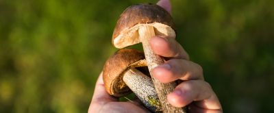 Pilze sammeln Pilze sammeln