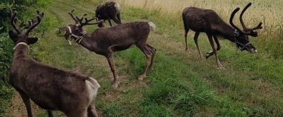 Rentiere auf einem Feldweg