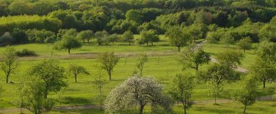 Streuobstwiese mit Bergen im Hintergrund