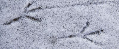 Tierspuren Tierspuren im Schnee