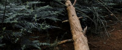 Umgekippter trockener Baumstamm im Wald