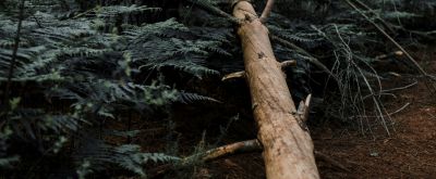 Trockener Baumstamm Umgekippter trockener Baumstamm im Wald
