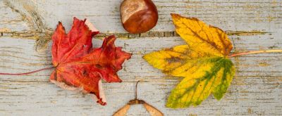 Herbstliche Blätter und Kastanie liegen auf Holz