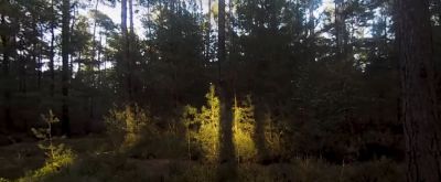 Zauberwald Blick in den Wald