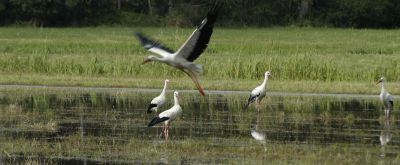 Bären und Kätzel-Weg Störche auf einer Wiese