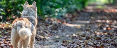 Wolf im Wald Wolf im Wald