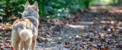 Wolf im Wald