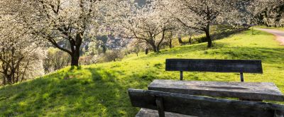 Picknicktour Dernbacher Tal Blick auf eine Bank inmitten blühender Bäume