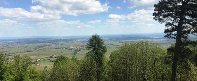 Blick von der Ringelsberghütte Blick von der Ringelsberghütte über die Rheinebene