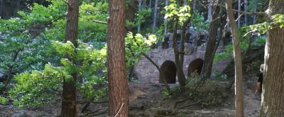 Kastanienwanderung Maikammer Blick in den Kastanienwald