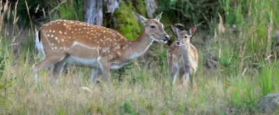 Zwei Rehe in der Natur