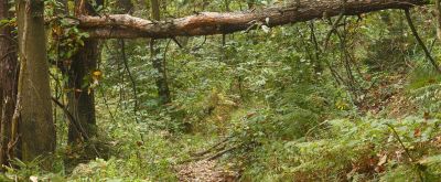 Umgestürzter Baum im Wald