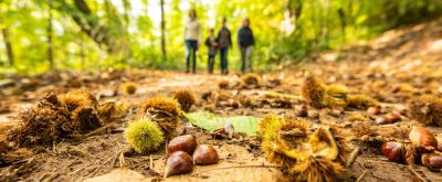 Kastanien liegen auf einem Waldweg, im Hintergrund ist eine Familie zu sehen