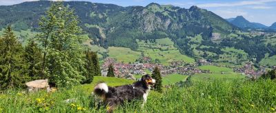 Wandern mit Hund Hund beim Wandern in der Natur, im Hintergrund Ausblick in die Berge