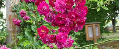 Blühende Rosen auf der Mainau Tour