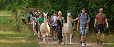 Wandergruppe mit Lamas Gruppe von Wanderern spazieren mit Lamas am Feld