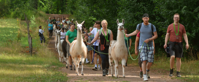 Gruppe von Wanderern spazieren mit Lamas am Feld